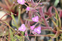 Cyanotis fasciculata